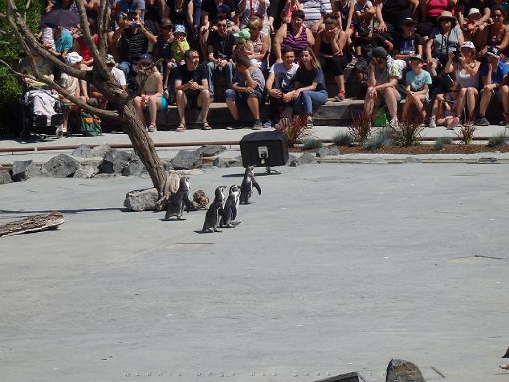 101PARC AUX OISEAUX DANS L AIN 2016 3_000038.jpg
